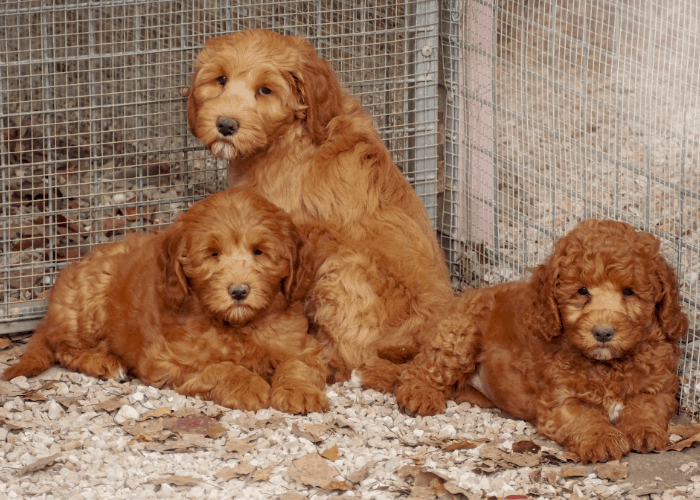 3 labradoodle puppies