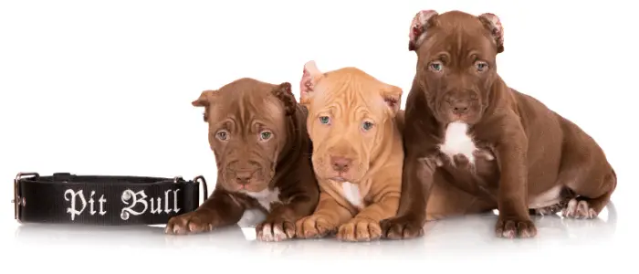7 Reasons Why Pit Bull's Ears Stand Up 12 3 pit bull puppies and collar with pit bull sign on white background