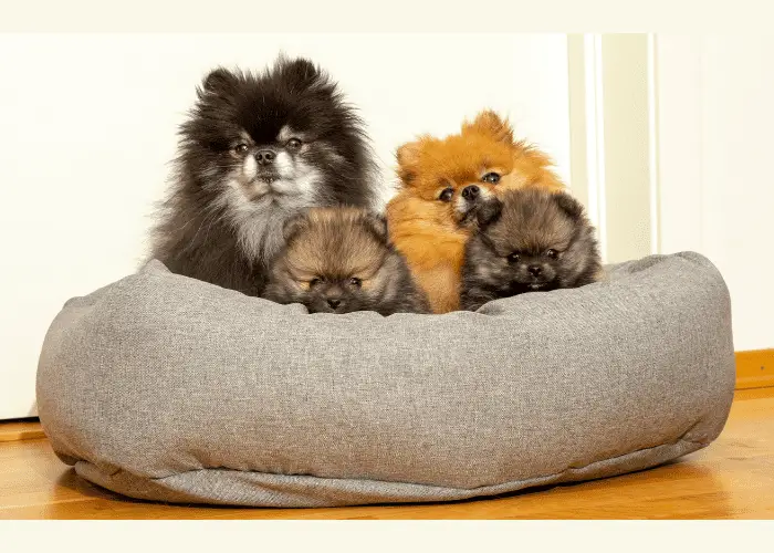 4 Pomeranians in a dog bed