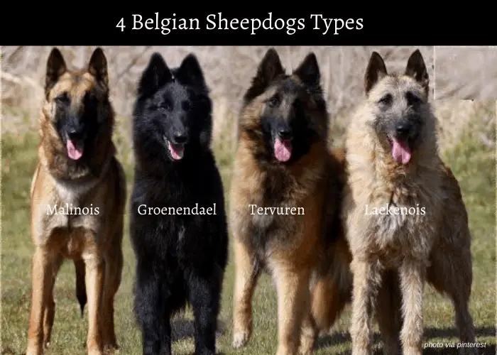 4 belgian sheepdogs types