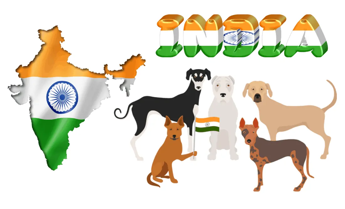 5 Indian dog breeds photographed on white background