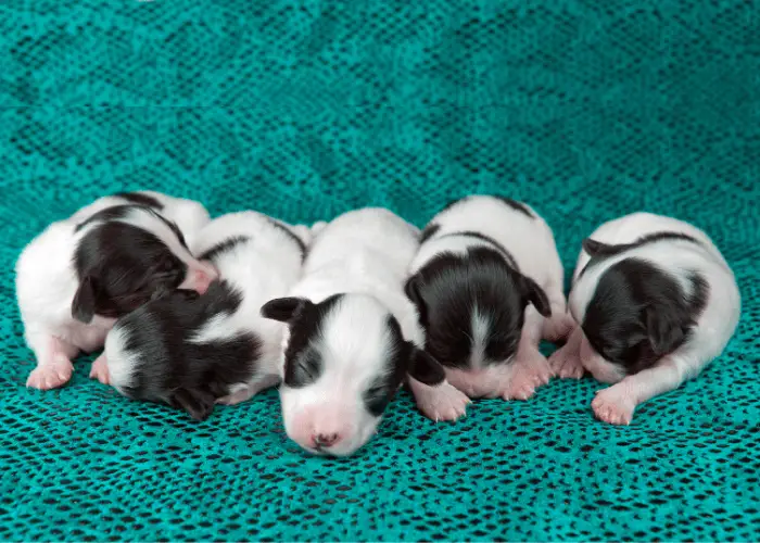 5 papillon puppies lying on a blue surface 