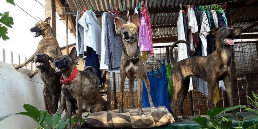 5 philippine witch dog breeds standing on table
