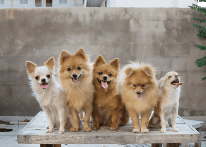 5 small dog breeds on the table