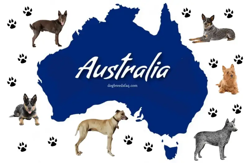 Påvirke andrageren Bedst 13 Popular Native Australian Dog Breeds | Dog Breeds FAQ