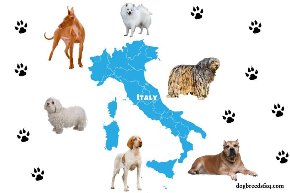 6 Italian Dog Breeds Illustration