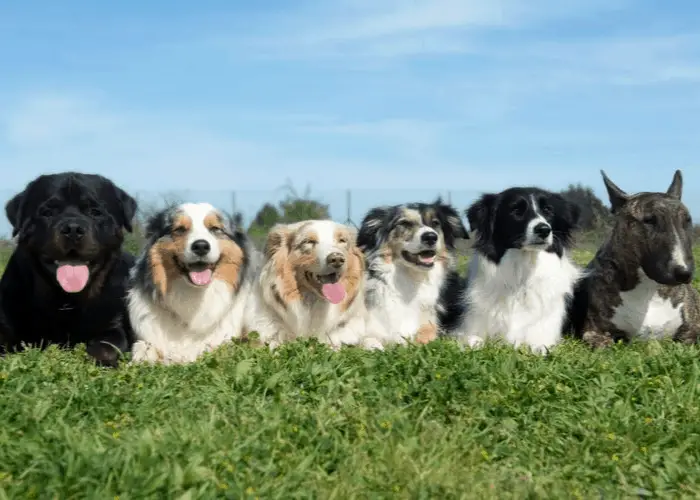 15 Reasons Why (Some) People Hate Dogs 15 6 dog breeds on the lawn
