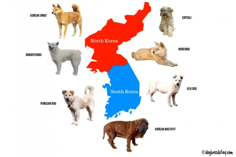 7 Popular Korean Dog Breeds: Man's Best Friend or Food?