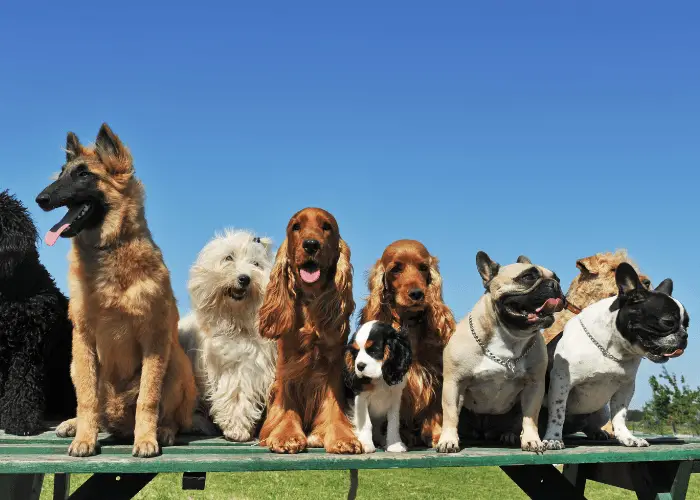Are Dogs Allowed in Costco? 2 9 dogs on the bench