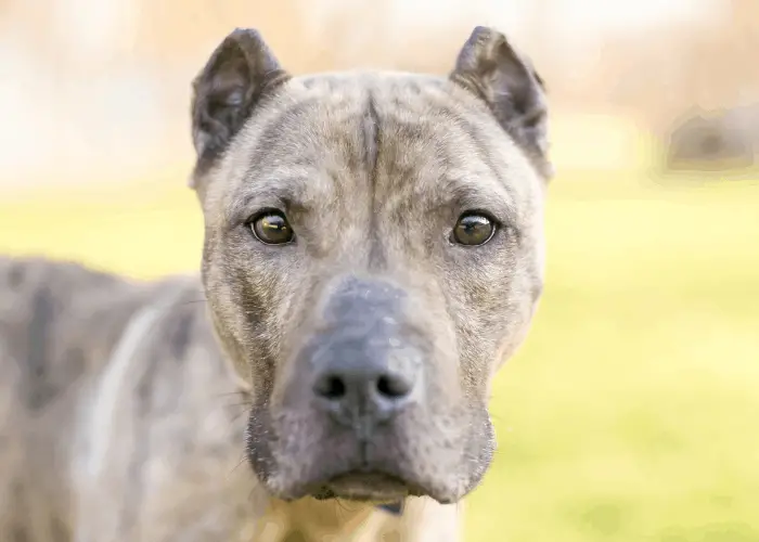 7 Reasons Why Pit Bull's Ears Stand Up 13 A brindle Presa Canario mixed breed dog with cropped ears looking at the camera