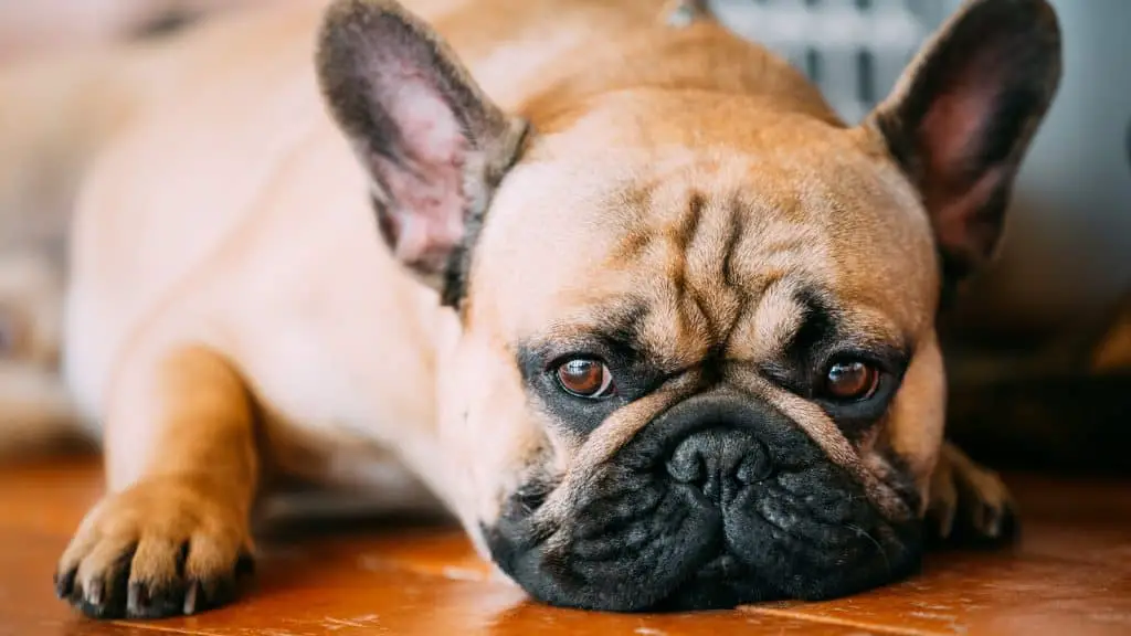 A sad french bulldog lying on the floor
