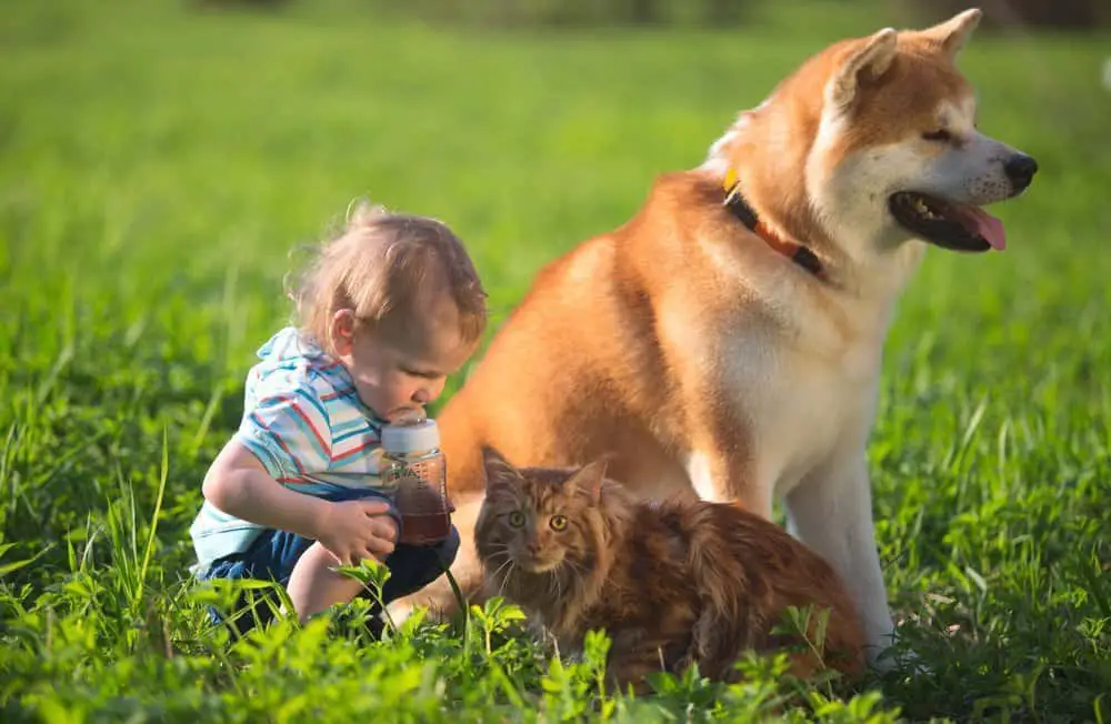 are powerful akitas good with cats or not