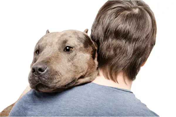 will a pitbull protect you