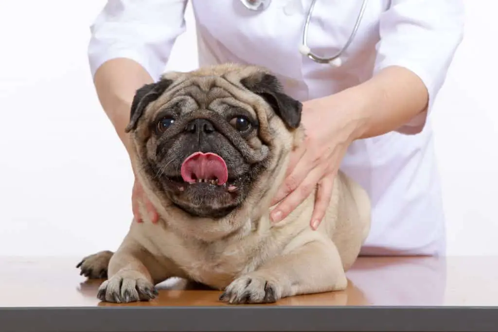 A pug being examined by a Veterinarian