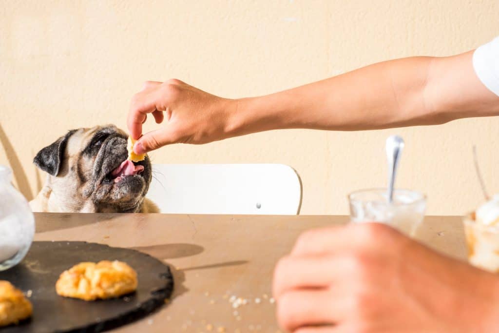 A pug dog eating a biscuit given by owner.
