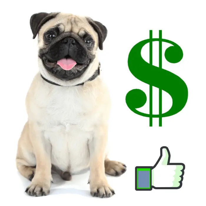 17 Pros And (Cons) Of Owning A Pug Dog Breeds FAQ