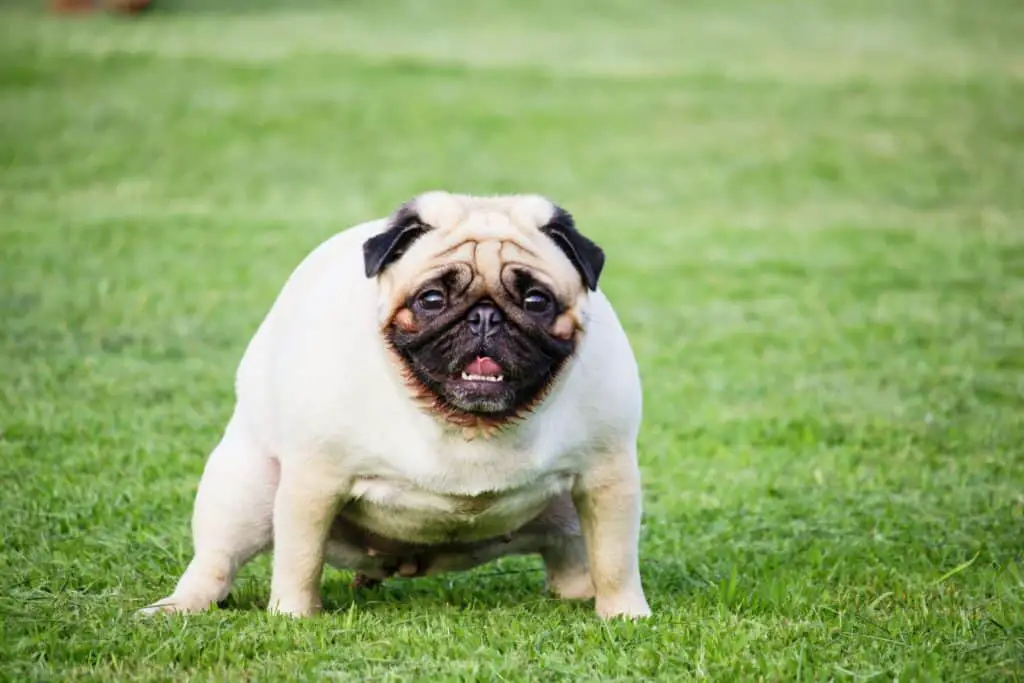 A pug moving his bowels on the lawn.