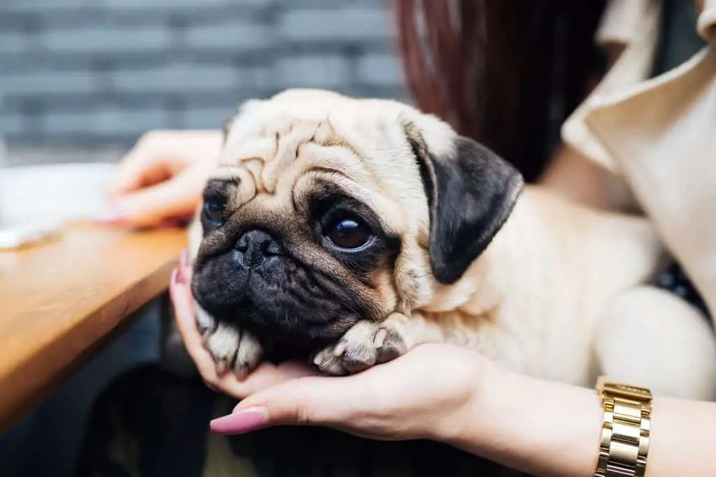 pug dog sitting on owner's lap and head on her palm.