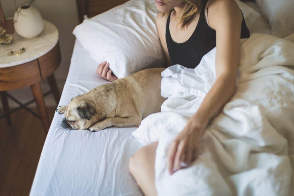 Pug Dog Breed Complete Information 2 A pug with owner in bed