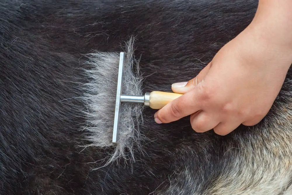 11 Protective German Shepherd Pros And Cons 8 A veterinarian combs a German shepherd dog with a metal comb