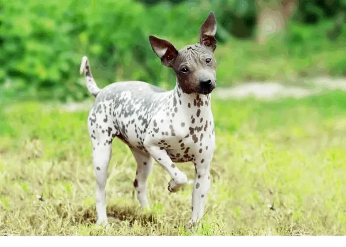 9 Historical African Dog Breeds List ( With Photos ) 2 Abyssinian Sand Terrier standing on the lawn