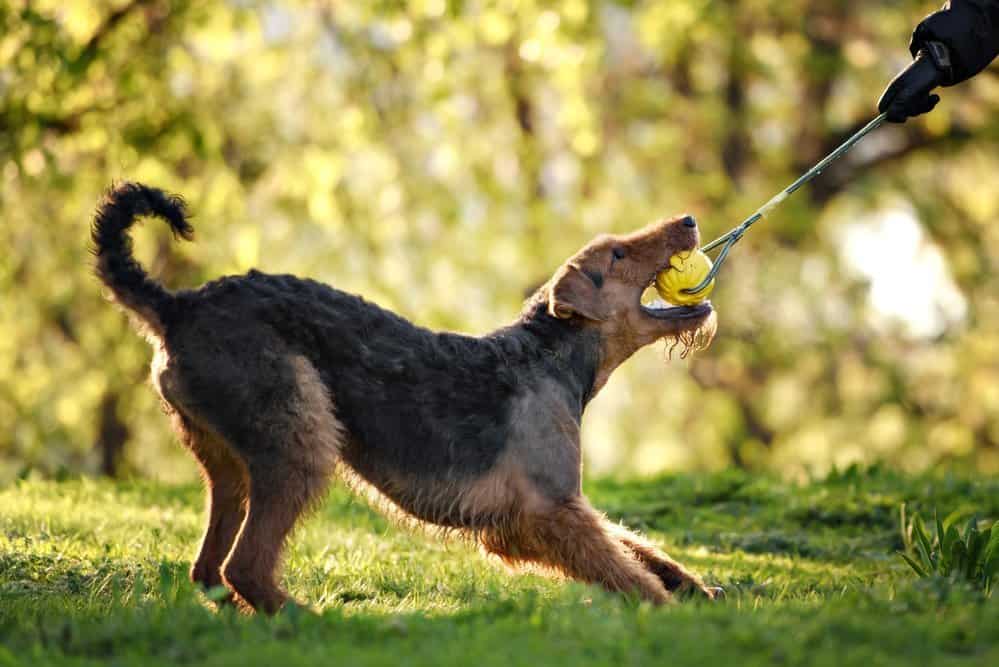 are airedale aggressive