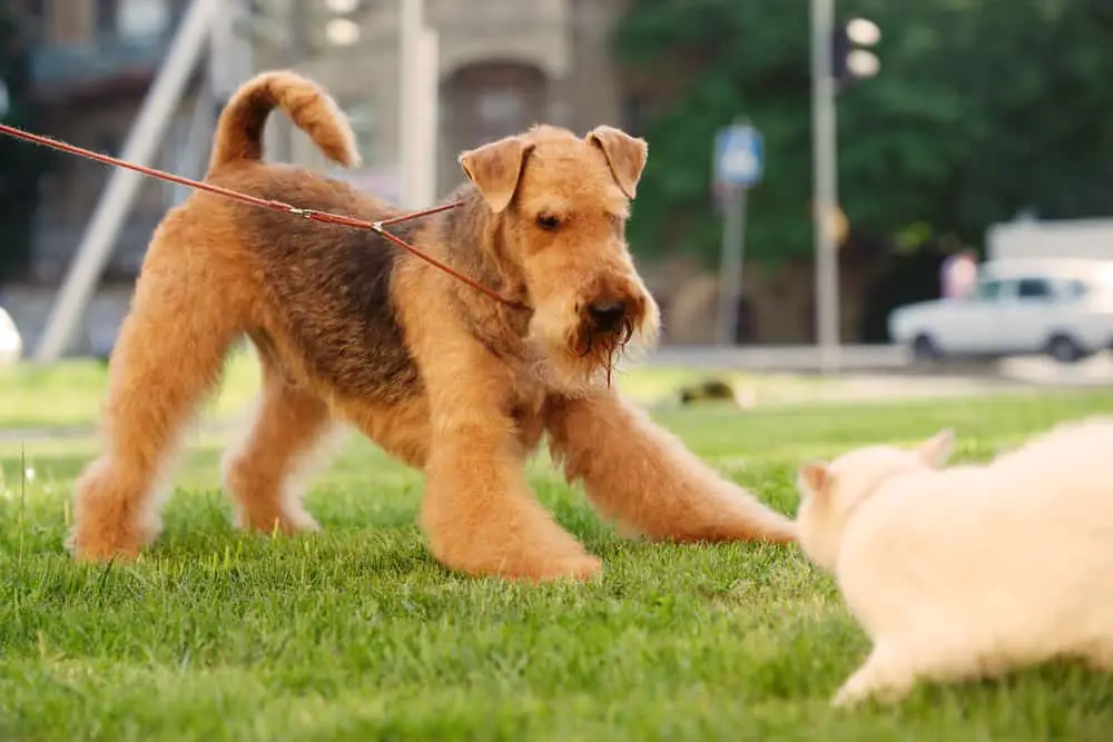 are airedale terriers good family dogs