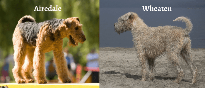 Uncovering the Mystery of Max's Breed from "The Grinch" 11 https://www.canva.com/design/DAFUiBBRJJ8/schw5k1_PS7Gzy3sFu6OSA/edit?utm_content=DAFUiBBRJJ8&utm_campaign=designshare&utm_medium=link2&utm_source=sharebutton