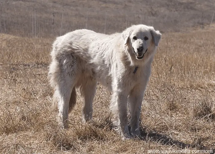 7 Turkish Dog Breeds- The Worldâs BEST Shepherd Dogs 7 Akbash dog standing on a dried field in California