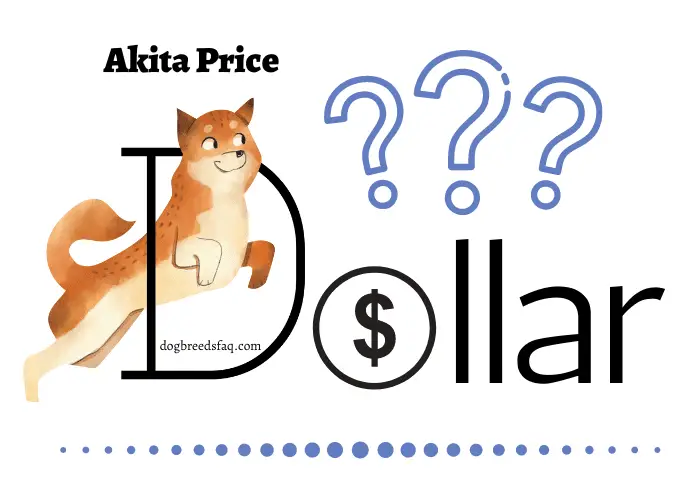 Akita Inu rice in dollar illustration