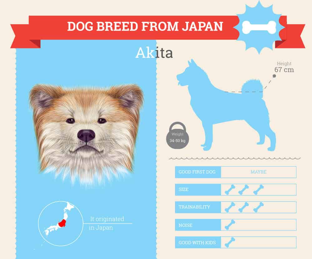13 Japanese Dog Breeds List (POPULAR Dogs In Japan) 4 Akita dog breed Infographic