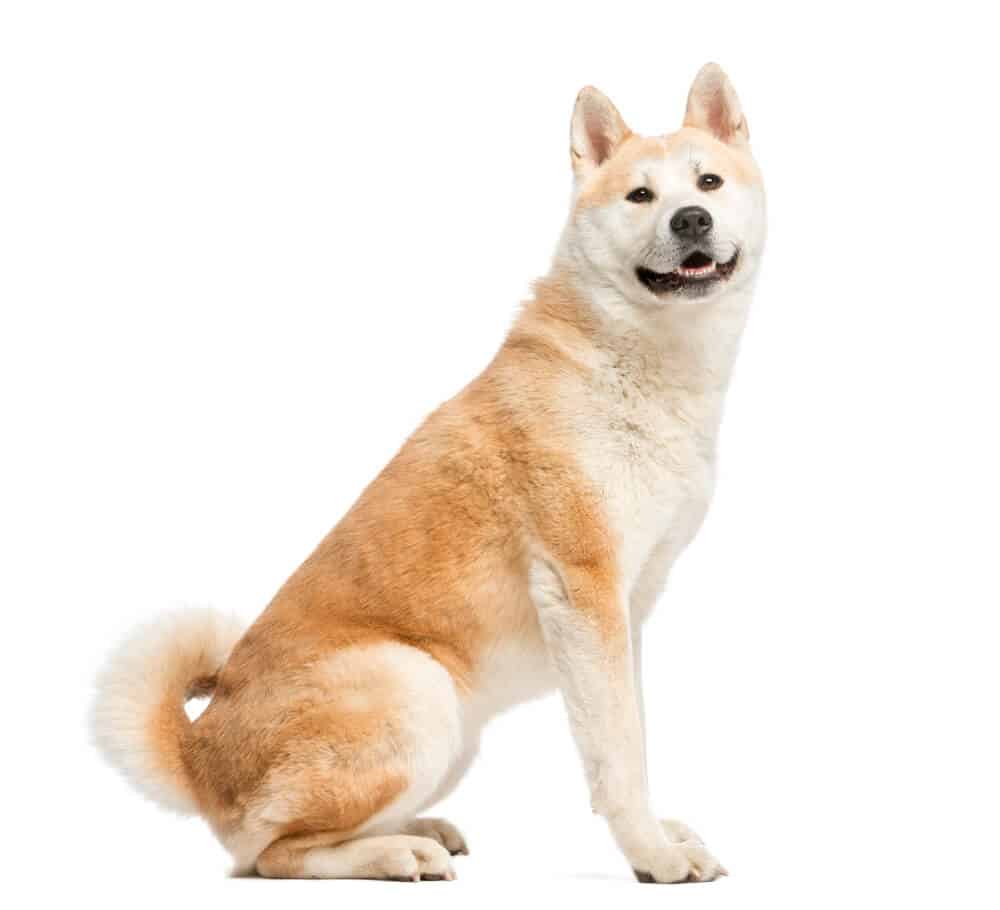 akita prone to what illnesses