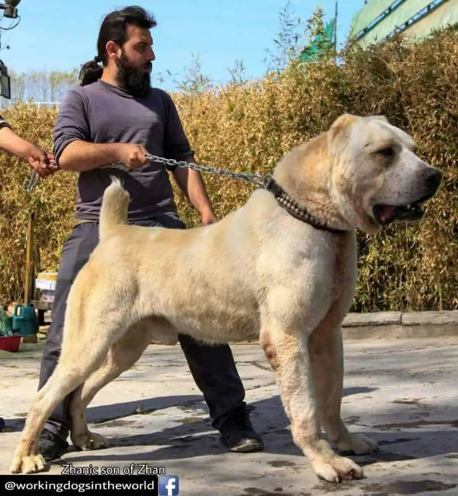 sarabi mastiff