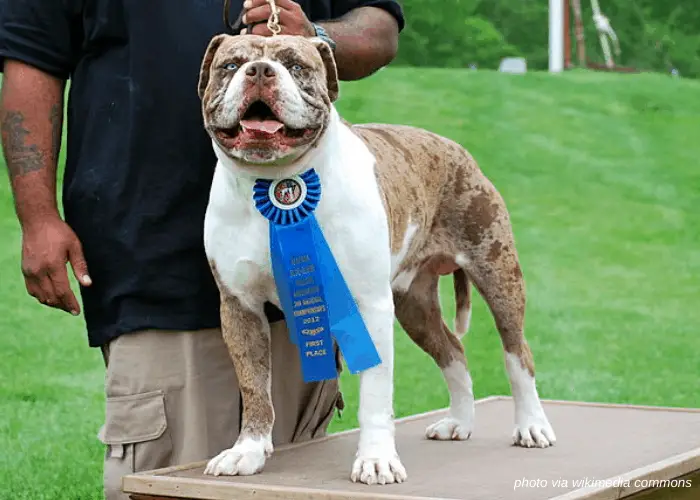 43 Popular United States Dog Breeds 2 Alapaha Blue Blood Bulldog with owner in a competition