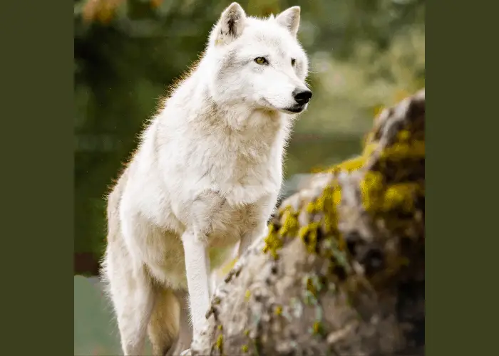 13 Scariest and Largest Wolves in the World 4 Alaskan Interior Wolf