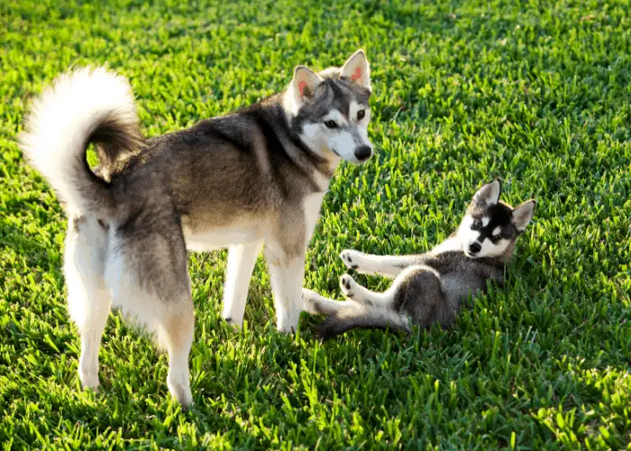 43 Popular United States Dog Breeds 5 Alaskan Klee Kai adult and a puppy