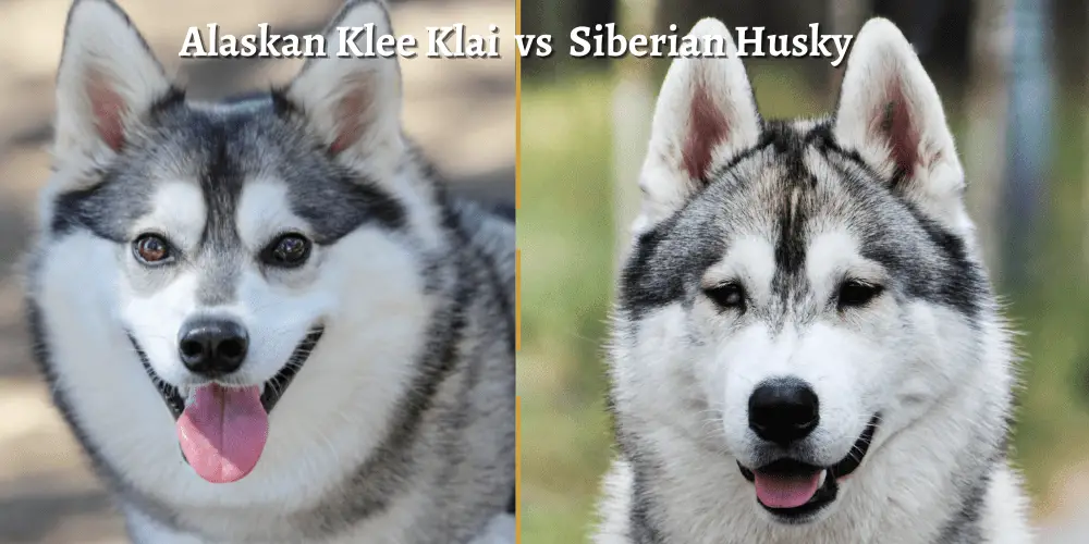 Alaskan Klee Kai vs Siberian Husky featured image
