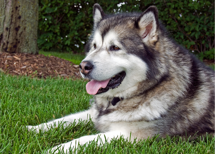 Alaskan malamute in a backyard lawn