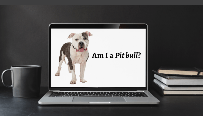 Am I a pit bull image on the laptop screen