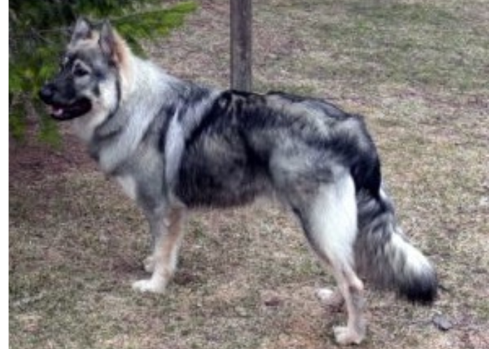 21 Dogs That Look Like German Shepherds: The K9 Doppelgängers 26 American Alsatian in the backyard
