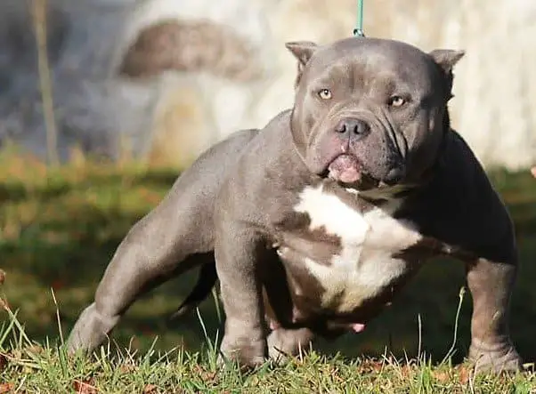 American Bully with green leash in the park