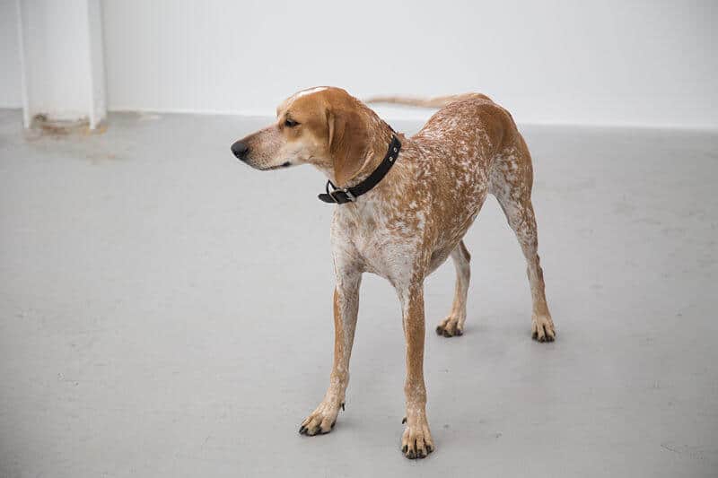 American English Coonhound standing on cemented floor