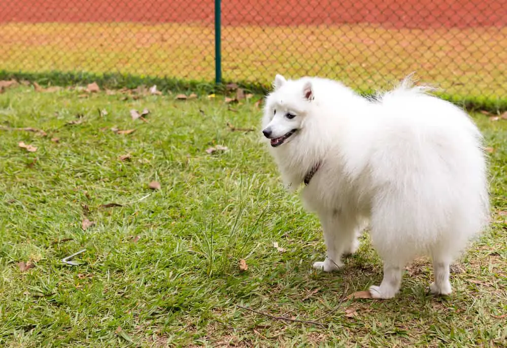 how many puppies can a american eskimo have