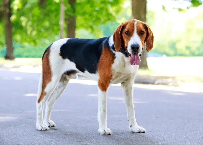 American Foxhound Dog in a park