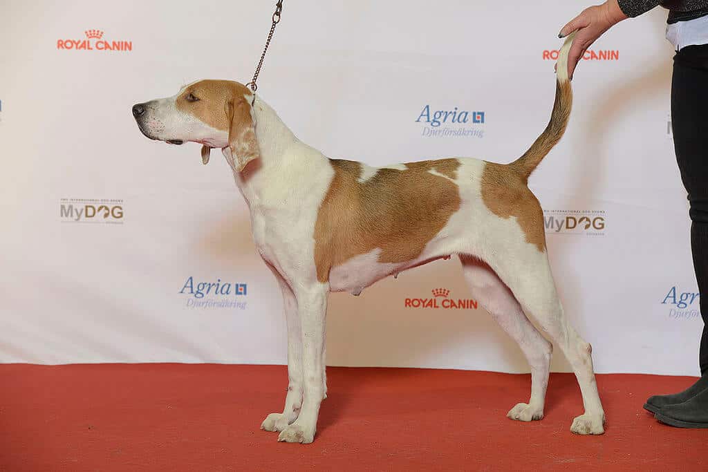 American Foxhound in a dog competition