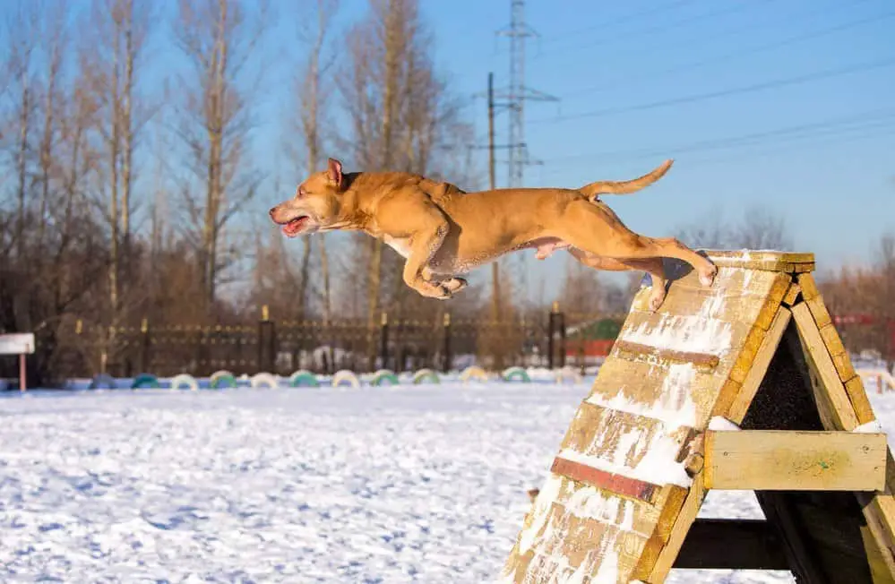 Americký Pit Bull Teriér skoky přes překážku v zimě