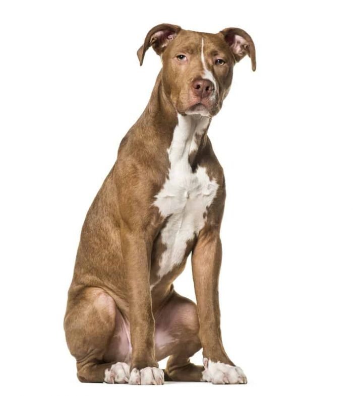 what was the american pit bull terrier bred for