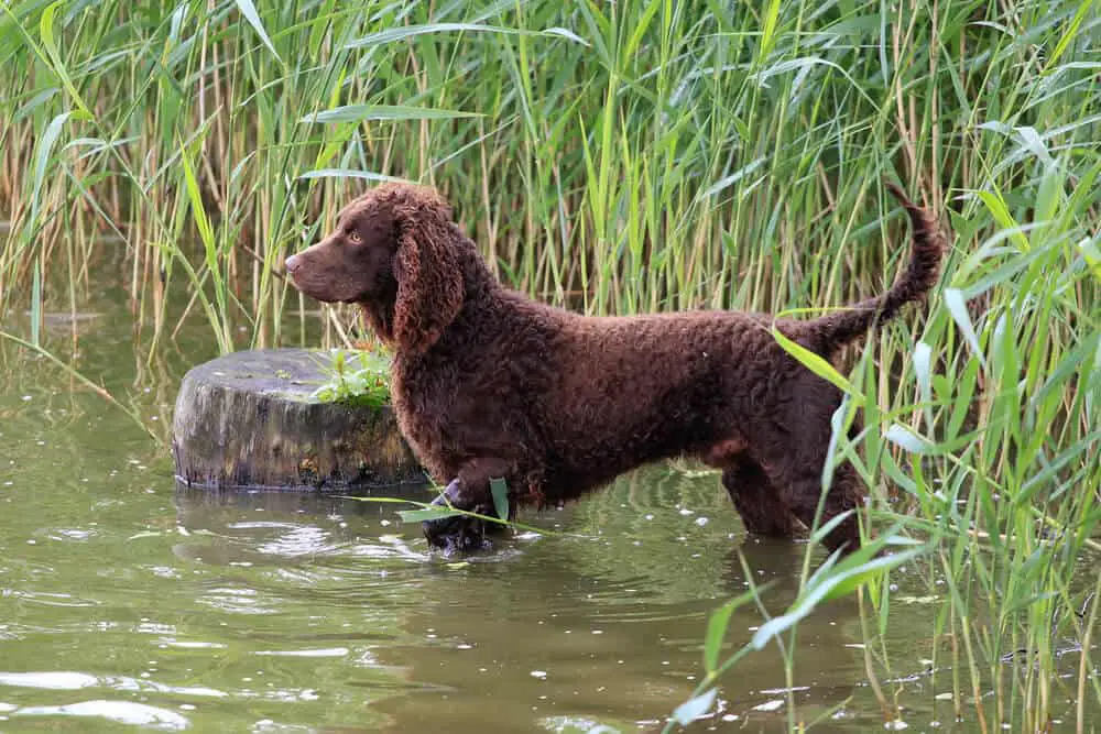 American Water Spaniel in a river water