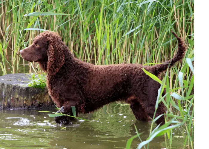 43 Popular United States Dog Breeds 12 American Water Spaniel in the river
