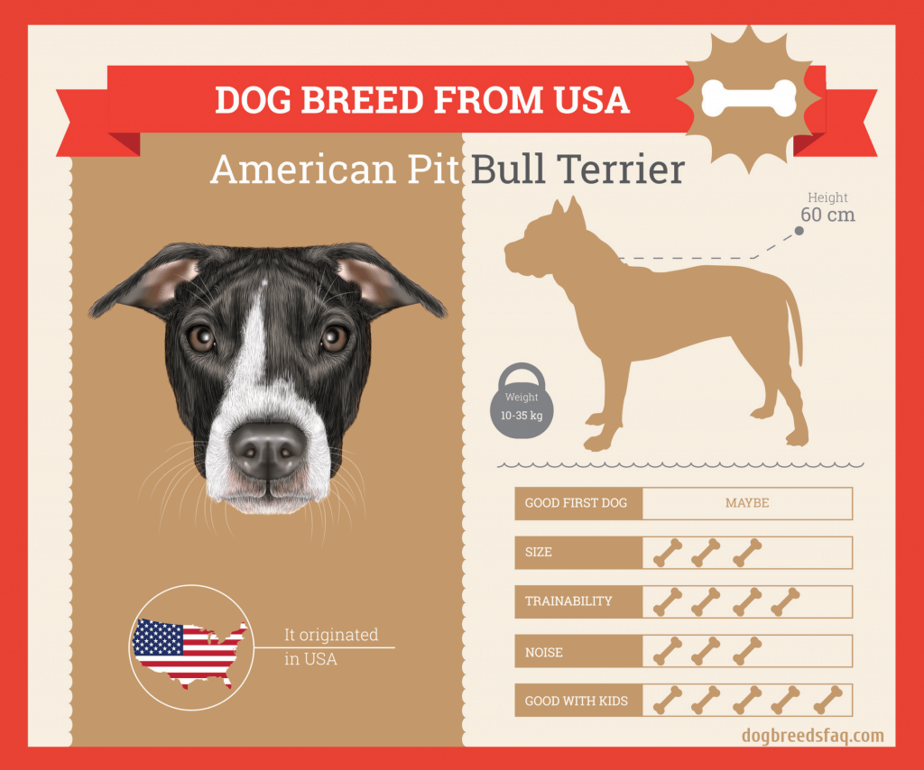 American pit bull terrier infographic